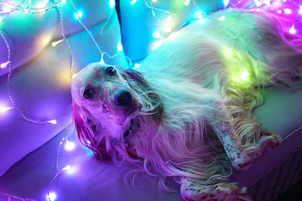 Гирлянда Twinkly Curtain, 210 LED, RГБ+Wi-Fi Фото 6